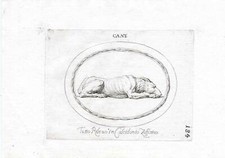 Rara stampa antica - CANE -