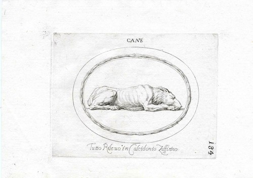 Rara stampa antica cane - stampa,