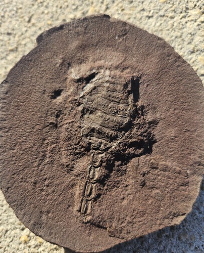 Carbonifero non mazon - mazon, creek