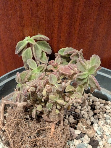 Plectranthus zatarhendii