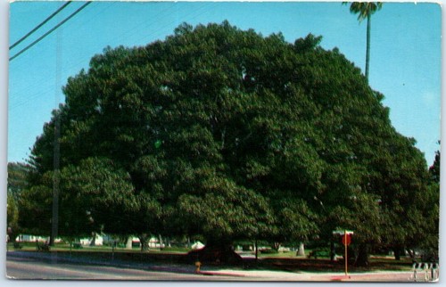 Cartolina ficus indica - ficus,