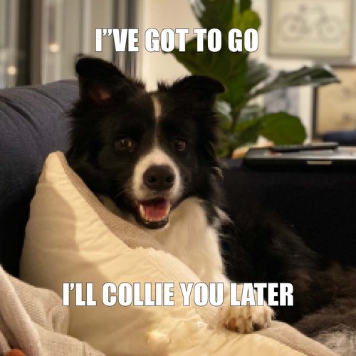 Border collie magnete - collie,