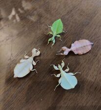 10 Uova di Phyllium Tobeloense Galela Foglia Trasformabile Partenogenesi! 