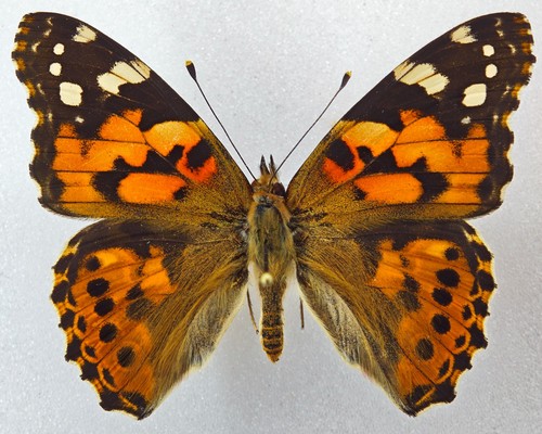 Nymphalidae vanessa cardui - nymphalidae,