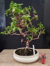 bonsai di  ciliegio h 44 cm