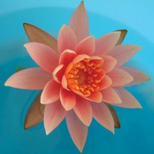 Ninfea Colorado, piante