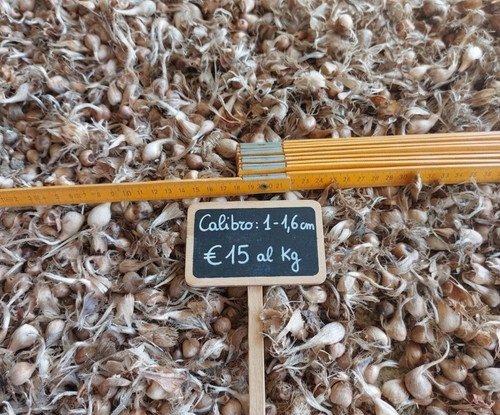 1kg bulbi zafferano - 1kg,
