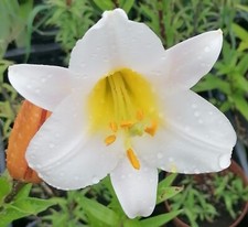 n.1 pianta di Lilium Asiatic