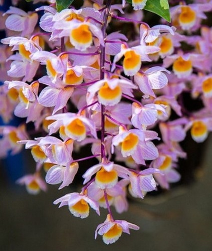 Dendrobium farmeri rosa - dendrobium,