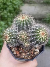 Rara pianta succulenta multi teste Uebelmannia pectinifera coltivazione semi WYSIWYG 2