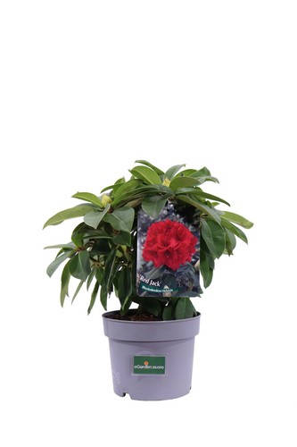 Pianta vera rododendro - di,