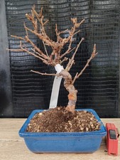 bonsai di  prunus tormentosa h