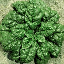 Spinacio America – 30 Semi – Foglie Gambo Corto, Fortemente Bollose Carnose, Ver