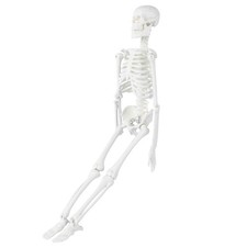 di studio anatomico medico scheletro umano con parti rimovibili