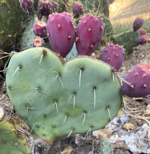 OPUNTIA ENGELMANNI SP A TALEA