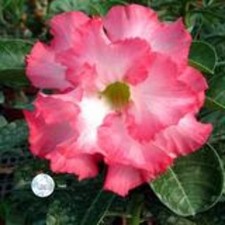 Adenium obesum cv "Mermaid" -