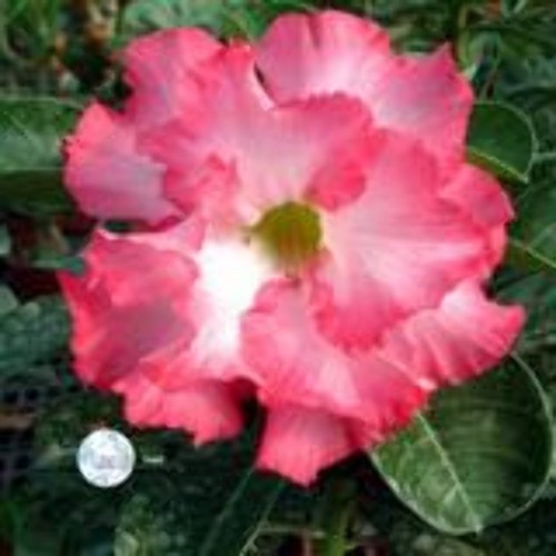 Adenium obesum mermaid - adenium,