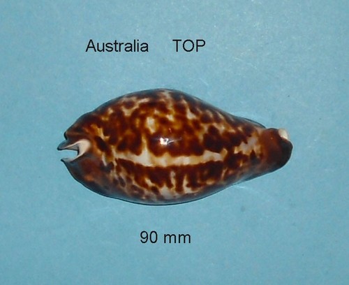 Cypraea friendii australia - ,