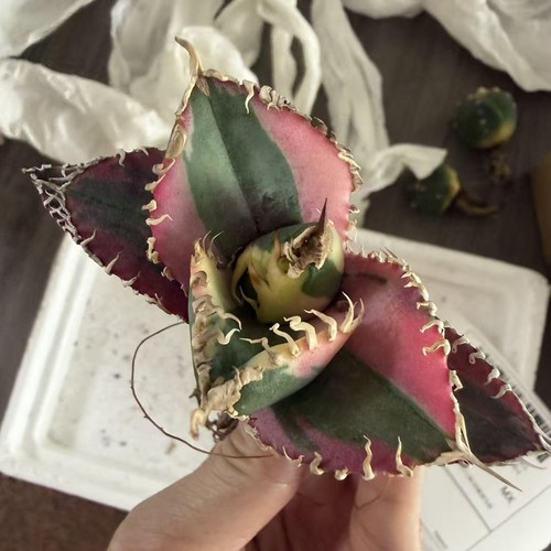 Vendita cm raro cactus - vendita, 8
