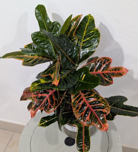 Arbusto miracoloso kroton - miracoloso,