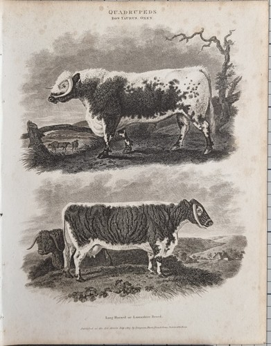 1807 datato antico - 1807, stampa