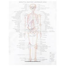1pc Anatomical Poster Skeletal