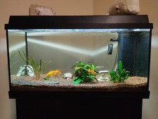 Acquario completo + mobile