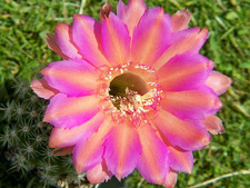 300 semi semi miscela ibrida