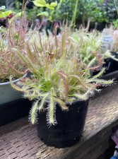 DROSERA CAPENSIS "HAIRY" -