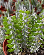 ALLUAUDIA PROCERA - MADAGASCAR