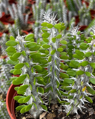 Alluaudia procera madagascar - alluaudia,