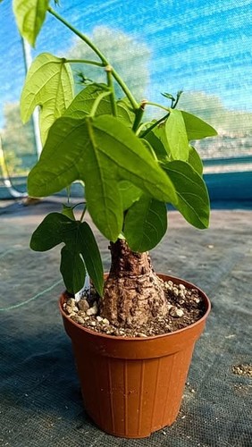 Adenia viridiflora succulente