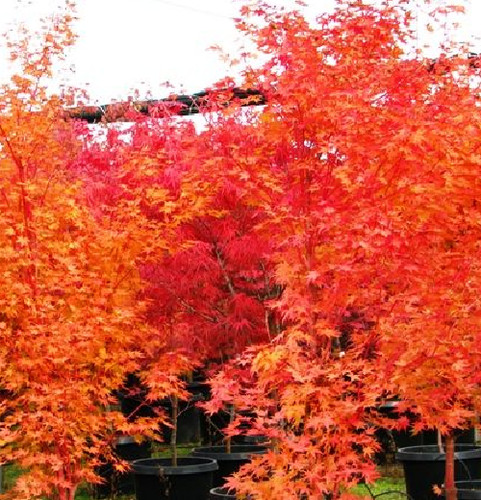 Semi acer japonicum fogli - 5,