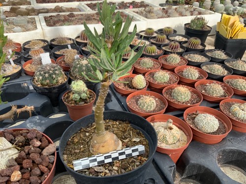 030 pachypodium succulentum - pachypodium,