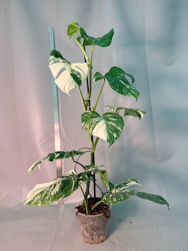 Monstera deliciosa albo - monstera,