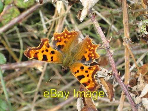 Photo 6x4 comma - 6x4, butterfly