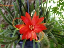 Bouture Cutting   Chamaecereus