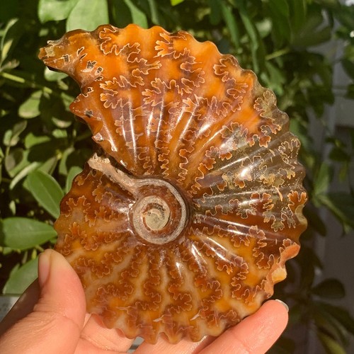Vite corno naturale superiore