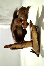 TROFEO DI CACCIA ESEMPLARE