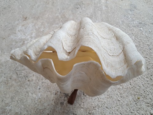 Conchiglia hippopus porcellana - conchiglia,