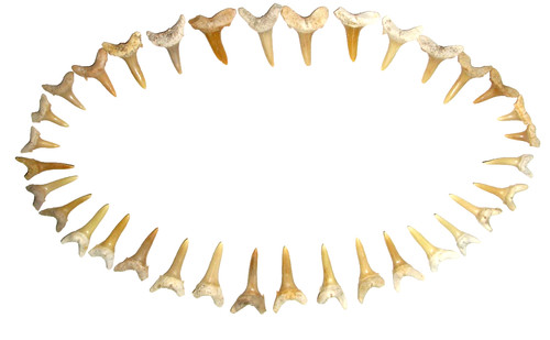 Eocene fossil shark tooth