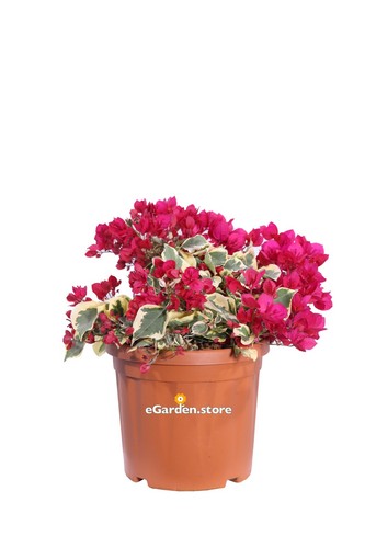 Pianta vera bougainvillea x - pianta, di
