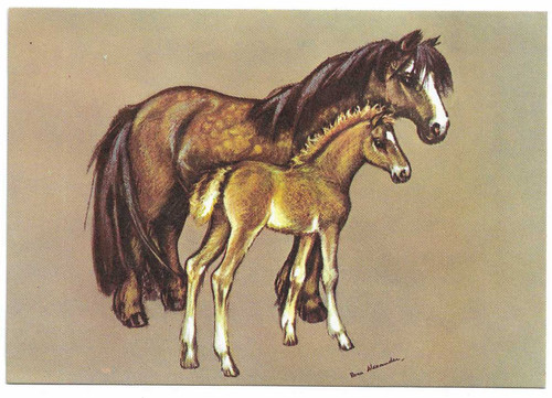Artist drawn postcard - postcard, welsh