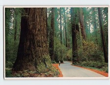 Cartolina Sequoia Sempervirens