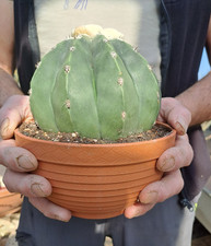 Melocactus maxonii f
