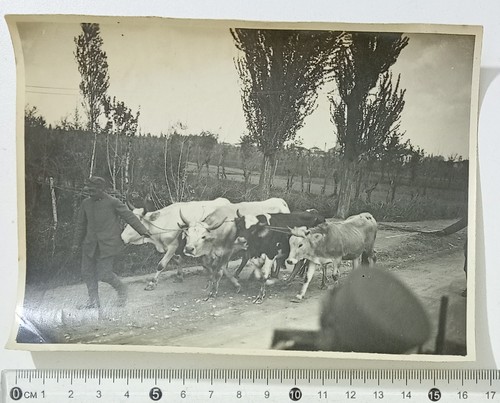 96432 1238 foto ww1 1gm - 1238,