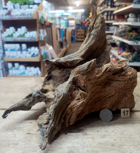 Derwen quercia bogwood 45 - derwen,