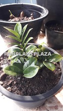 1 PIANTA NANO ZAMIOCULCAS