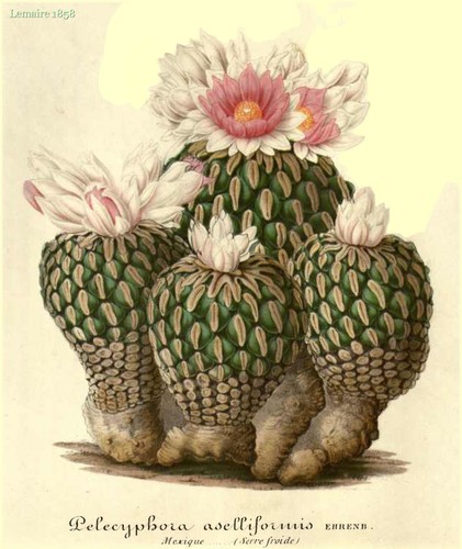 Semi cactus pelecyphora - di,