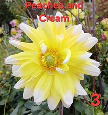 Semi di Dalia "Premium" 4. V